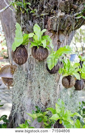 Planting Sprout In Coconut Rind