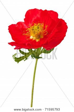 Red Poppy