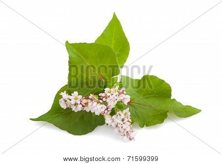 Buckwheat Flowers