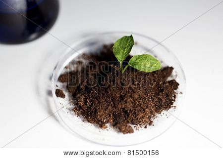 science, biology, ecology, research and green future - concept - close up of petri dish with plant and soil in bio laboratory