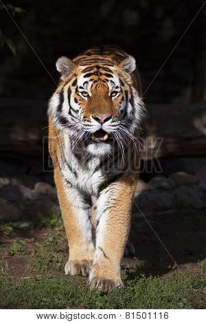 Fullsize Bright Sunny Portrait Of A Dreadful Siberian Tiger.