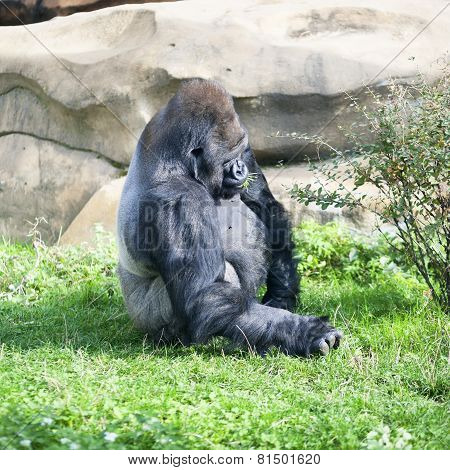 Side portrait of a gorilla male severe silverback on rock background.
