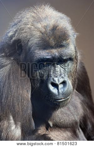 A young gorilla female with low state in the monkey family on blur background.