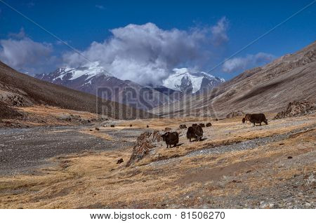 Yaks In Tajikistan