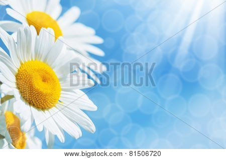 Background with daisies