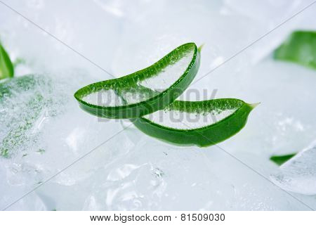 Aloe Vera on ice