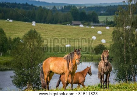 Horses in filed