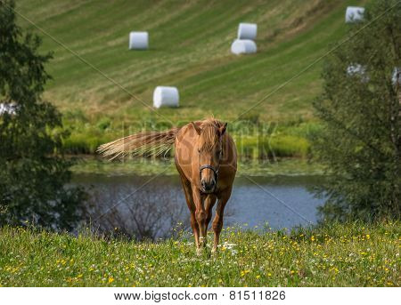Horse walking towards