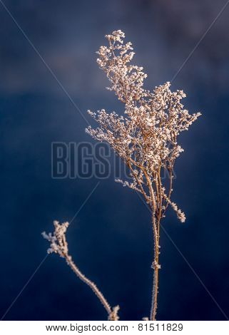 Frozen flower