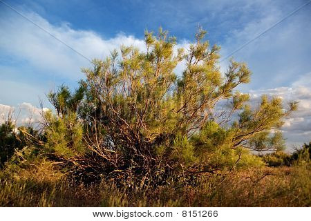 Arbusto Saxaul (Ammodendron)