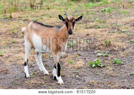 Kinder goat.