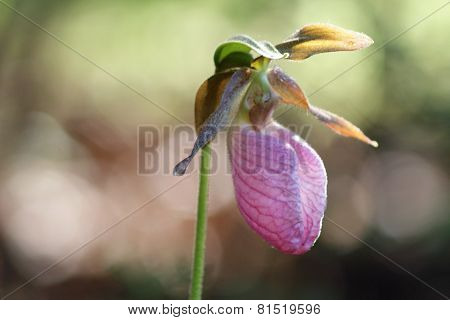 Lady's Slipper Orchid