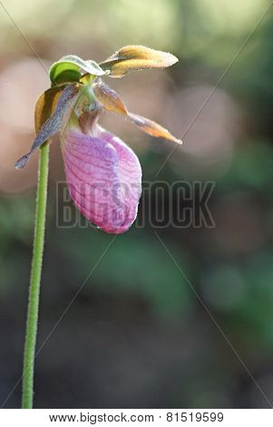 Spring Orchid