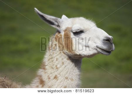 Brown and White Llama