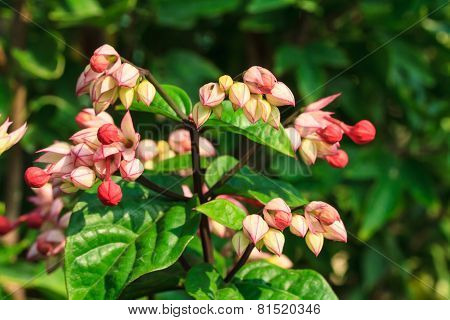 Clerodendrum thomsoniae flower in garden