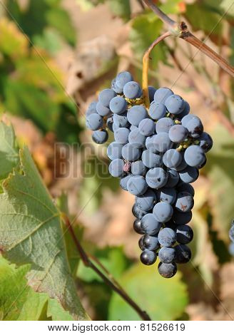 Bunch Of Grapes
