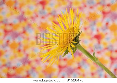 Yellow Devyasil Macrophylla