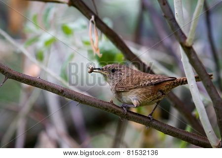 House Wren (troglodytes Aedon)