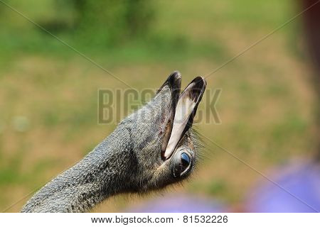 Ostrich Tilting It's Head Back