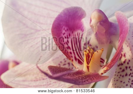 Macro view of beautiful blooming pink orchid flower