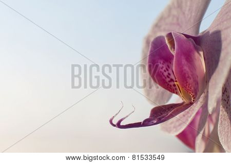 Closeup beautiful blooming pink orchid flower with water drop on the petal on a blue background