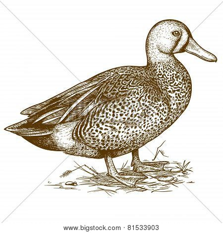Vector Engraving Duck On White Background