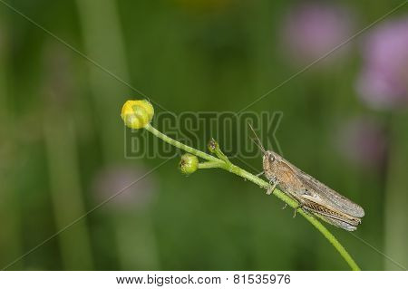 Grasshopper