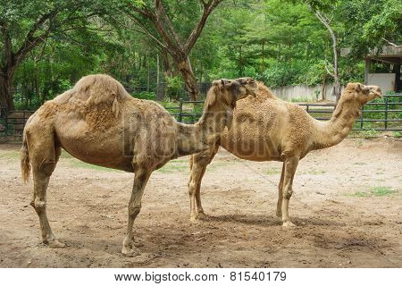 2 Sleepy Camels
