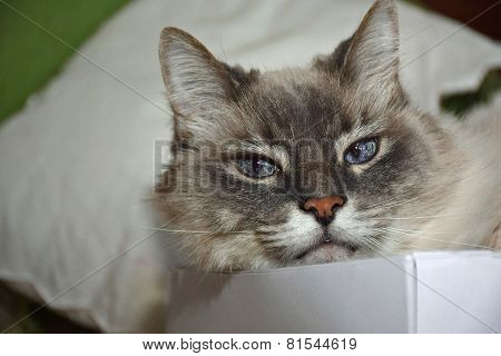 Boxed Cat