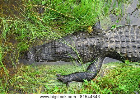 Chilling Gator