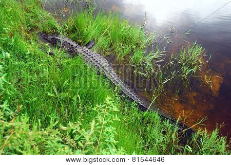 Napping Gator
