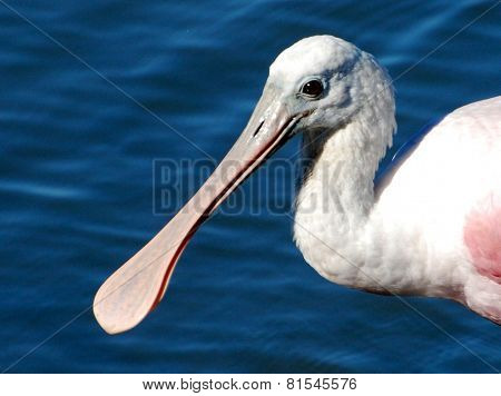 Spoon Bill
