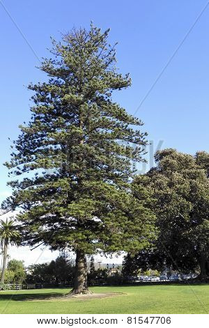 Century Old Norfolk Island Pine