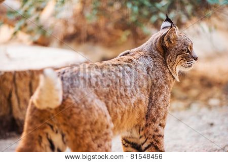 Bobcat Closeup