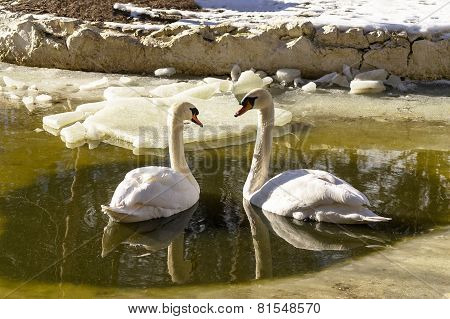 Swan couple