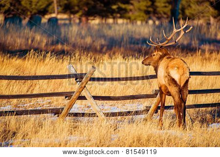 North American Elk