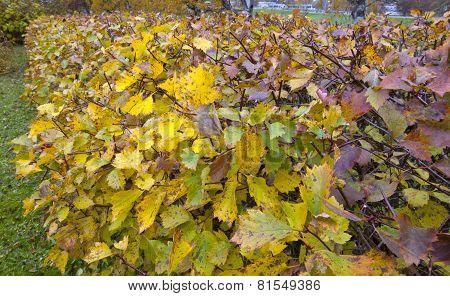 A colorful hedge in a garden.