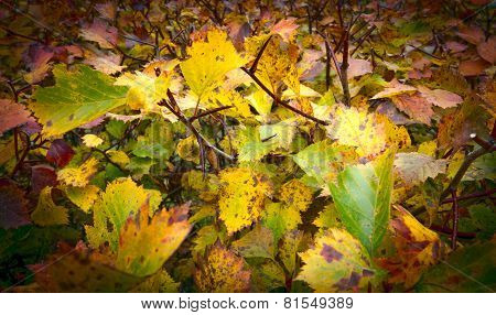 A colorful hedge in a garden. Dark frame.