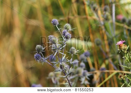 Flat Sea Holly On A Meadow