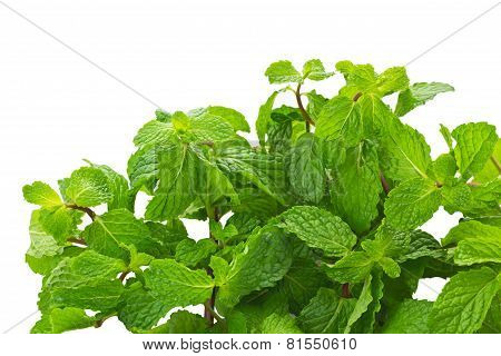 Mint