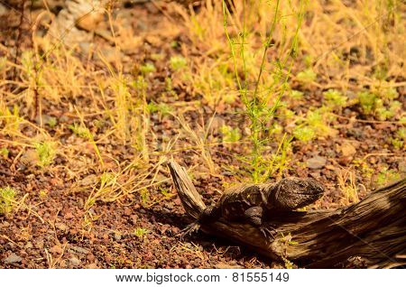 Canarian Lizard