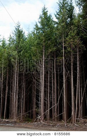 Metsä