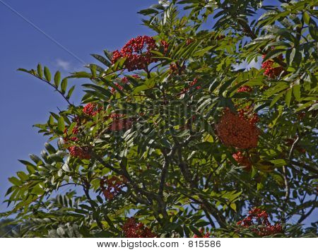 American Mountain Ash