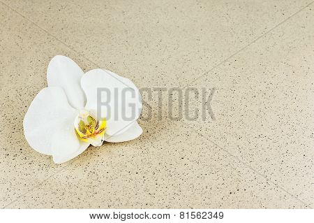 Flower Of Orchid With Splashes Of Water On Beige Background.
