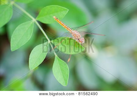 A skimmer dragonfly (Sympetrum sp.)