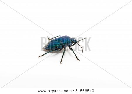 Purple Swollen-legged Beetle
