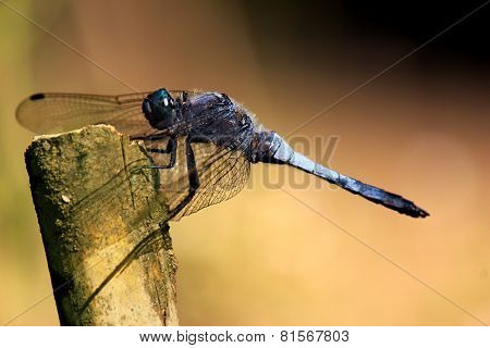 Slaty Blue Skimmer Libellula Incesta