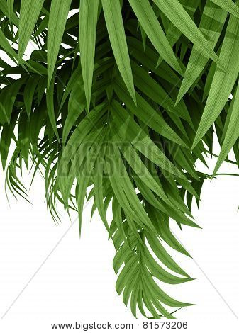 Tropical Plant