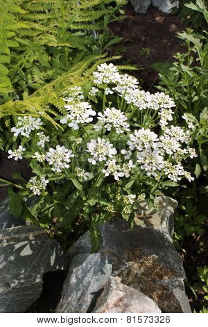 Iberis flower bloom in the garden