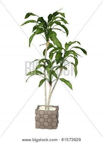 Tropical Plant
